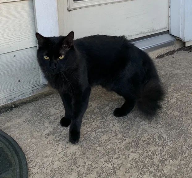 Lost cat in Houston, TX, 77084