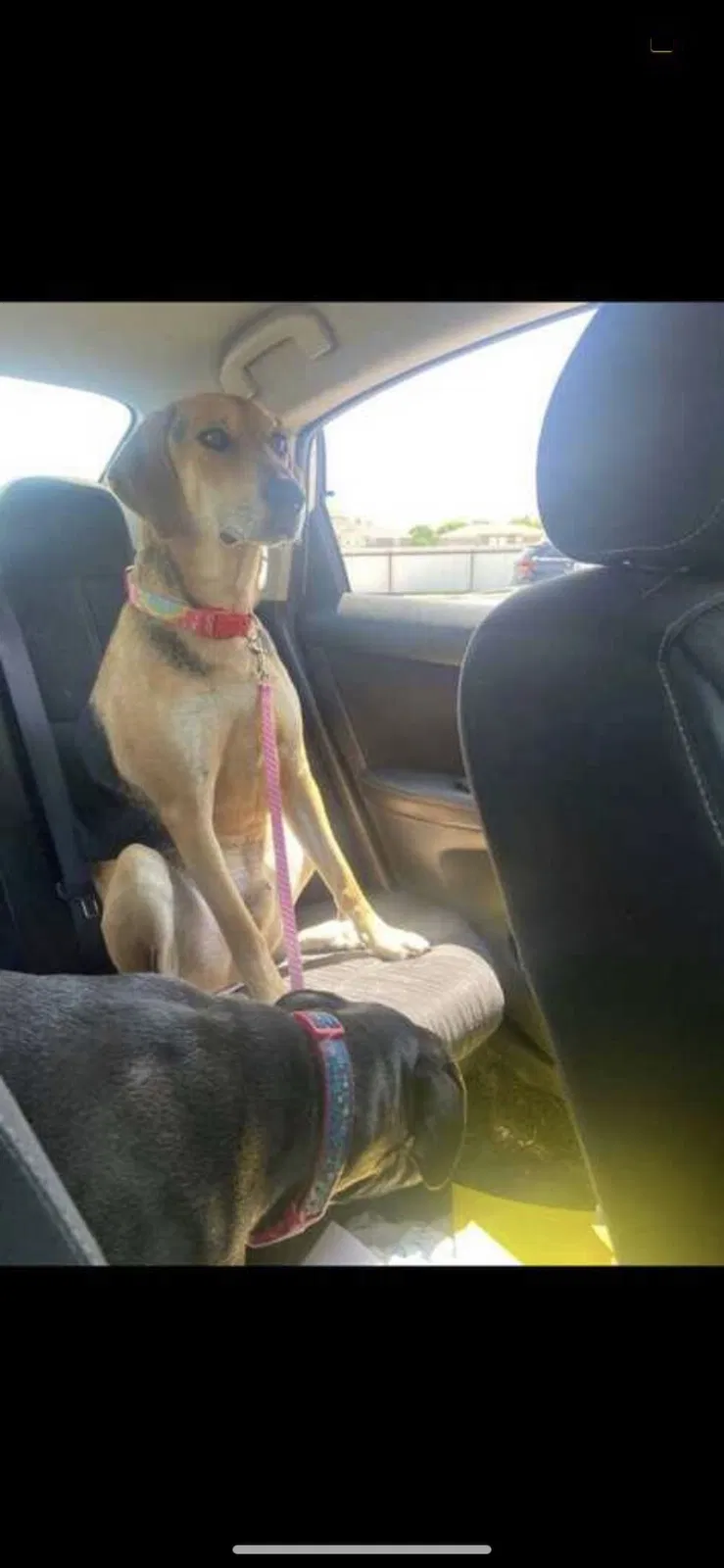 Lost dog in Killeen, TX, 76543
