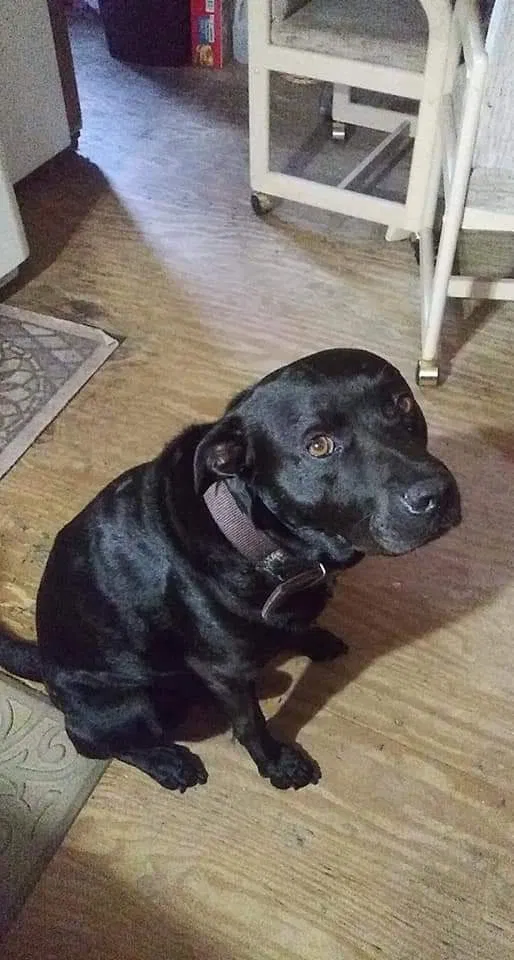 Lost dog in Cocoa, FL, 32926