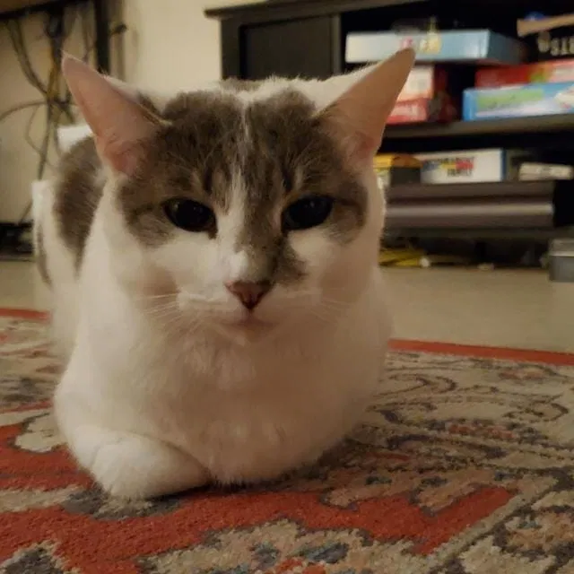 Lost cat in Orlando, FL, 32835