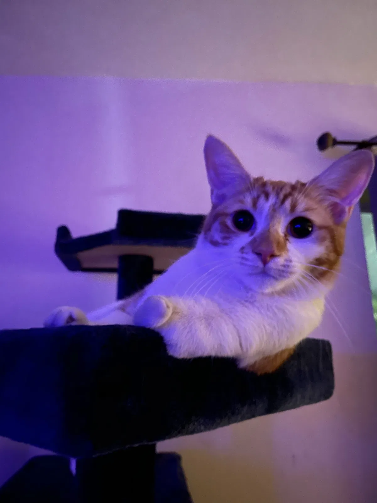 Lost cat in Long Beach, CA, 90804