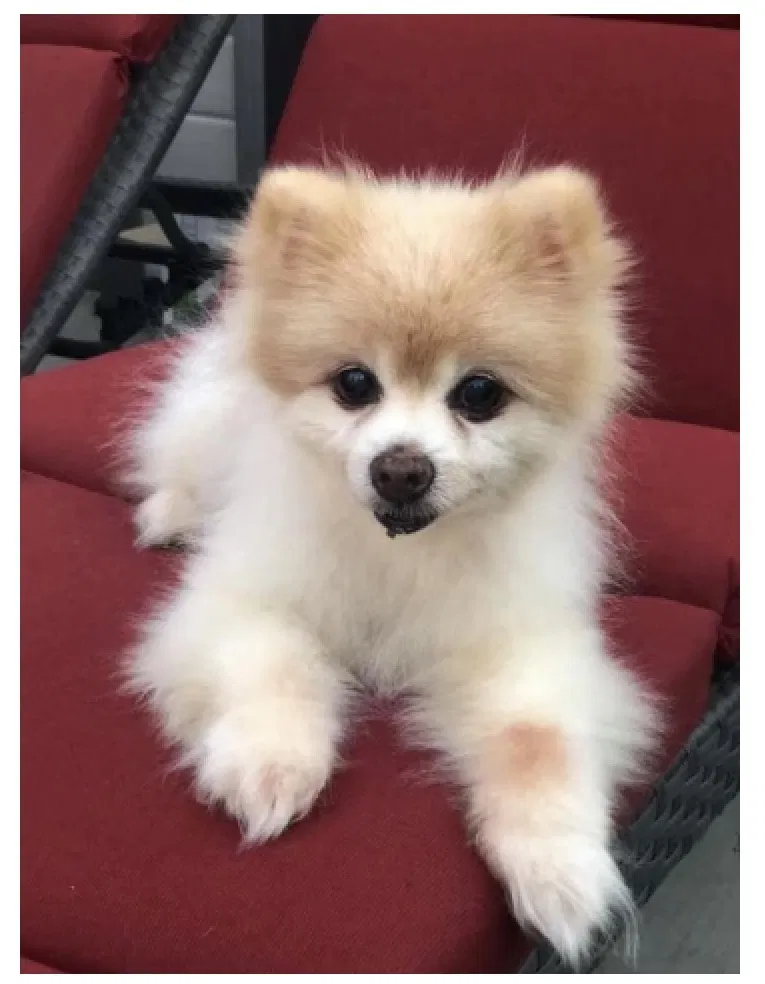 Lost dog in Anaheim, CA, 92804
