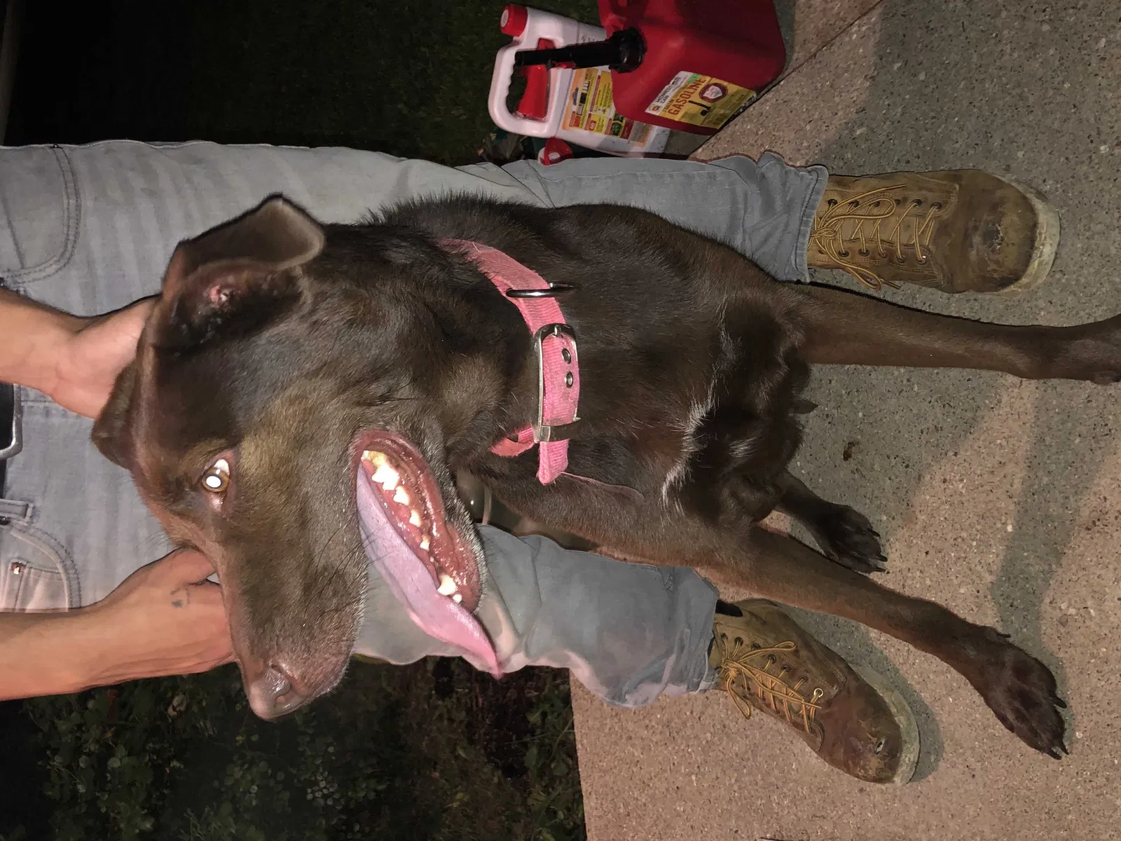 Found dog in Indianapolis, IN, 46203