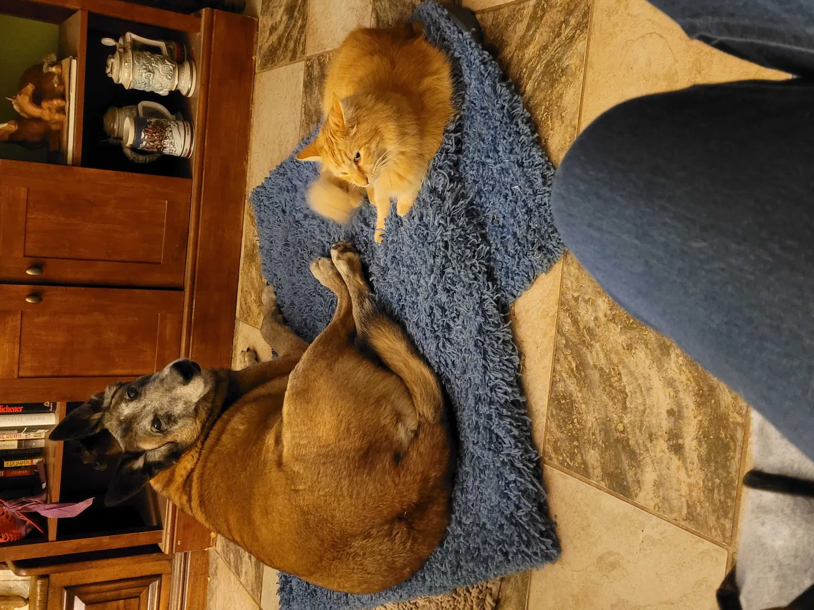 Lost dog in Tolleson, AZ, 85353