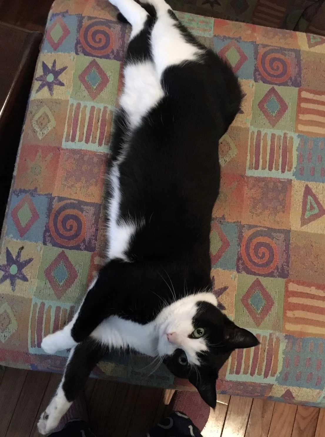 Lost cat in Noblesville, IN, 46060