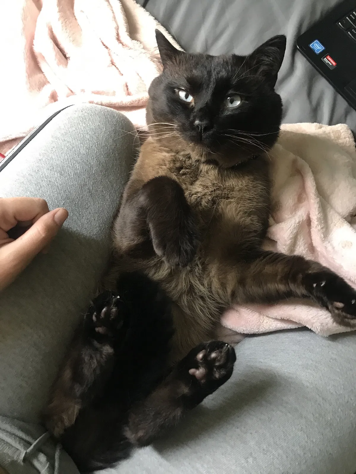 Lost cat in Kokomo, IN, 46902