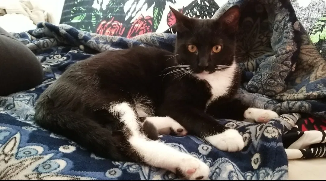 Lost cat in Colorado Springs, CO, 80920