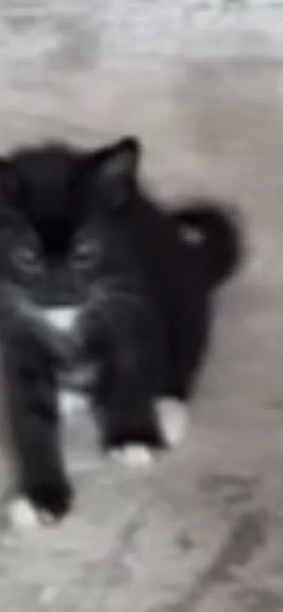 Lost cat in Corona, CA, 92881