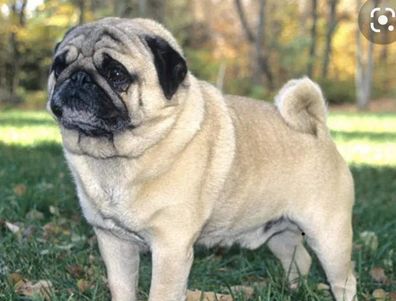 Lost dog in San Diego, CA, 92113