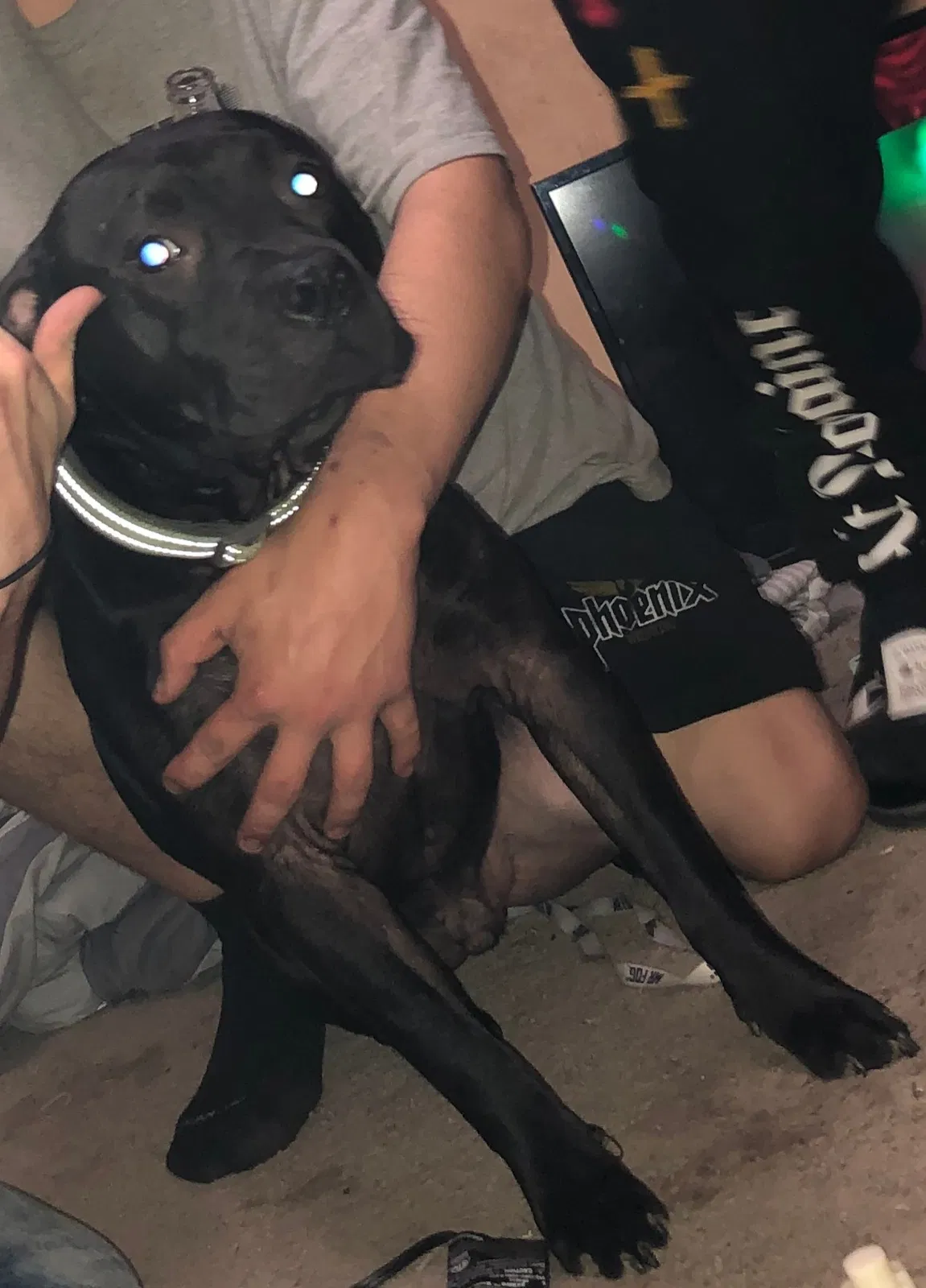 Lost dog in Indianapolis, IN, 46208