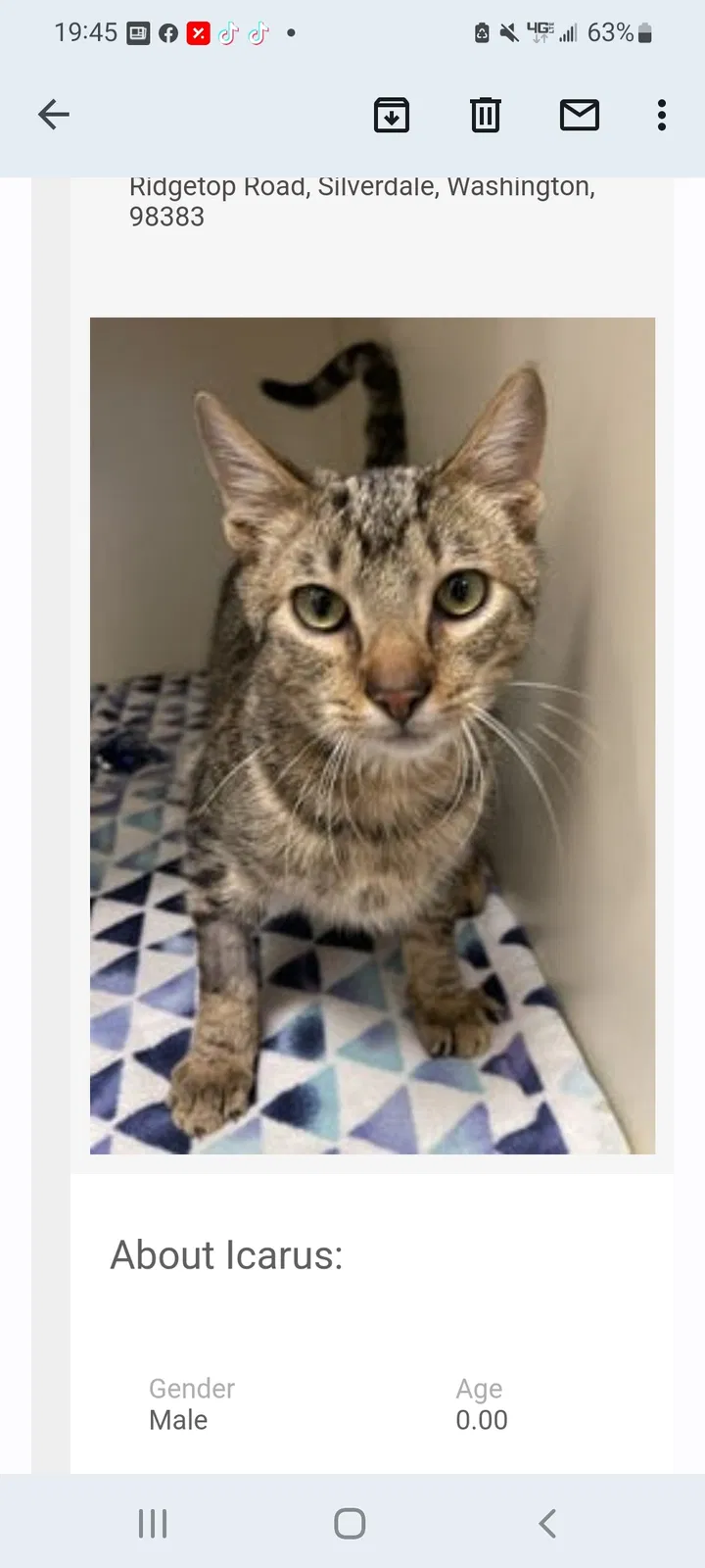 Lost cat in Silverdale, WA, 98383
