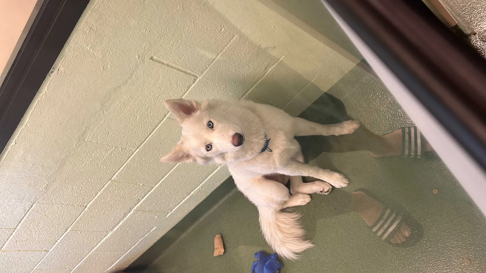 Lost dog in West Palm Beach, FL, 33409