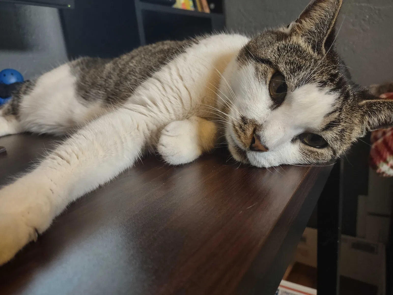 Lost cat in Daytona Beach, FL, 32114