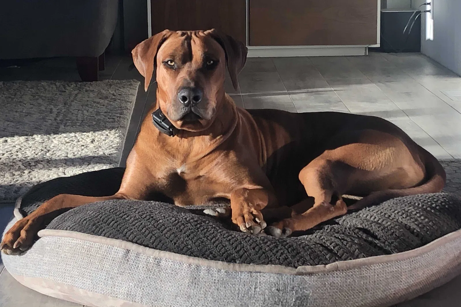 Lost dog in Temecula, CA, 92592