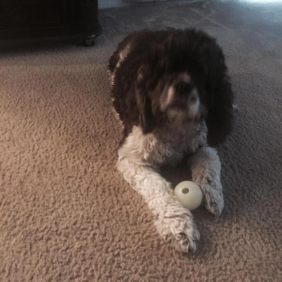 Lost dog in Cape Coral, FL, 33991