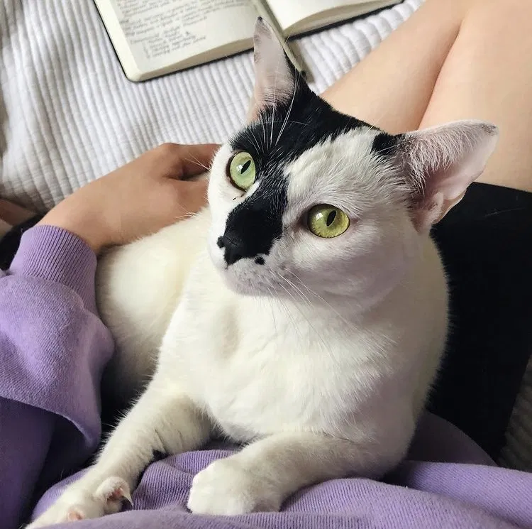 Lost cat in Philadelphia, PA, 19133