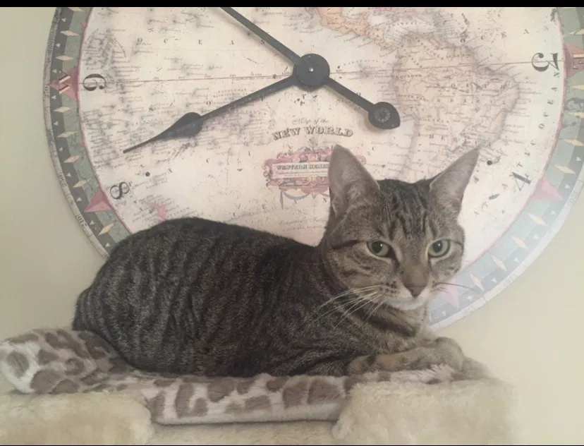 Lost cat in Manchester, NH, 3103