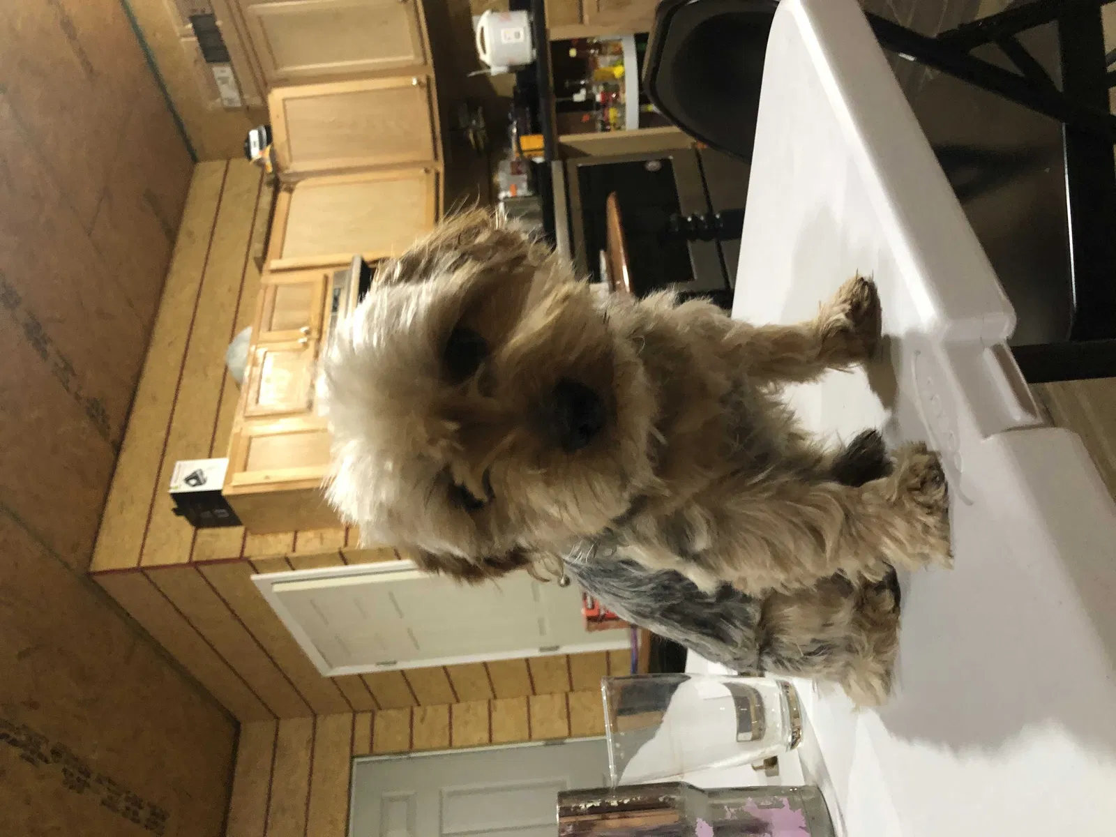 Lost dog in Resaca, GA, 30735