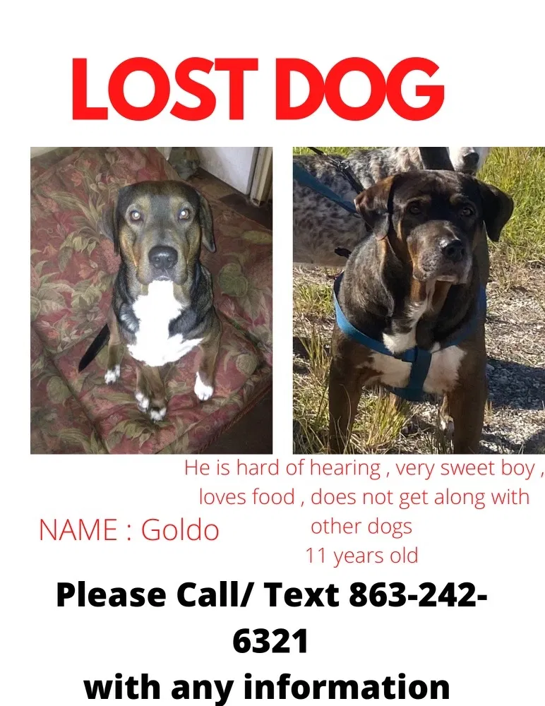 Lost dog in Davenport, FL, 33837