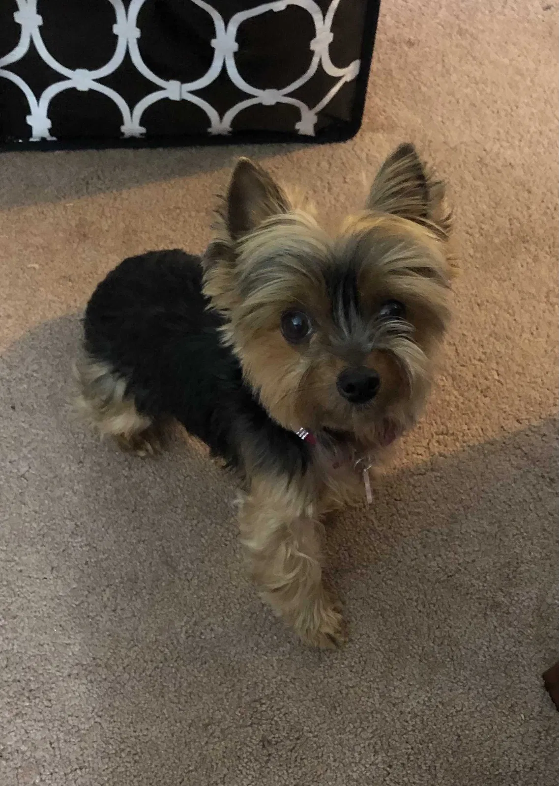 Lost dog in San Jose, CA, 95111