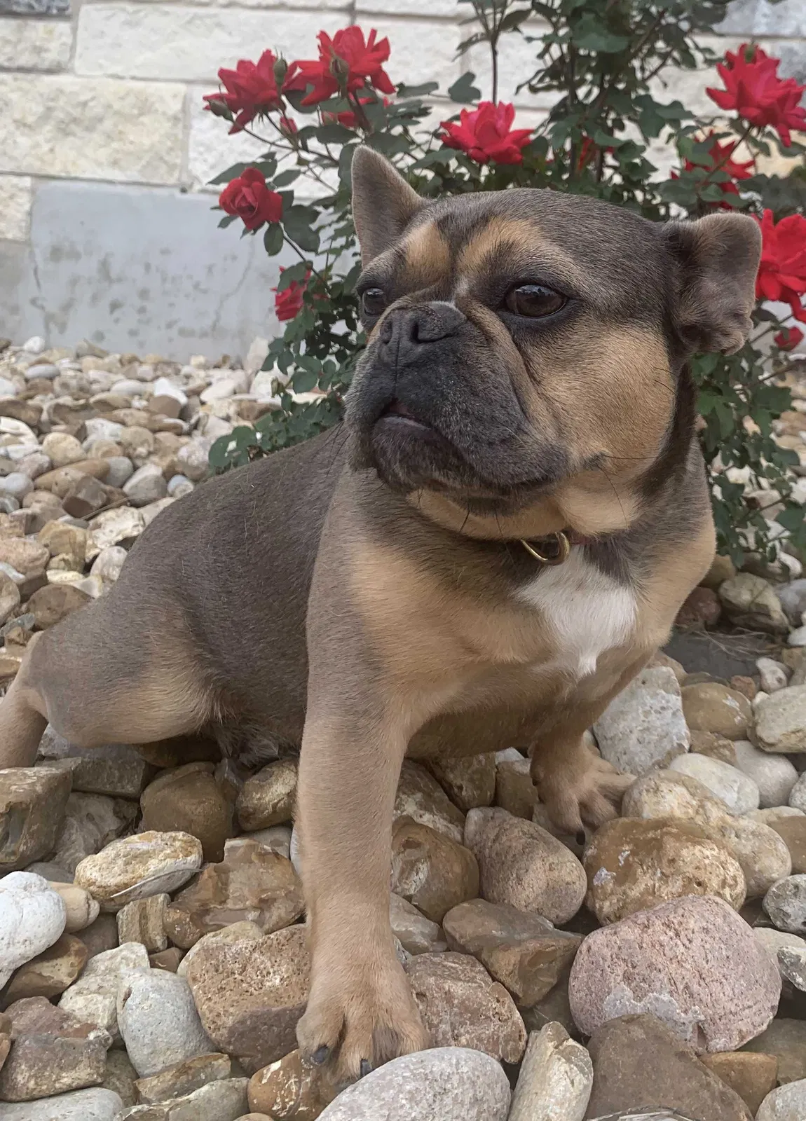 Lost dog in Leander, TX, 78641