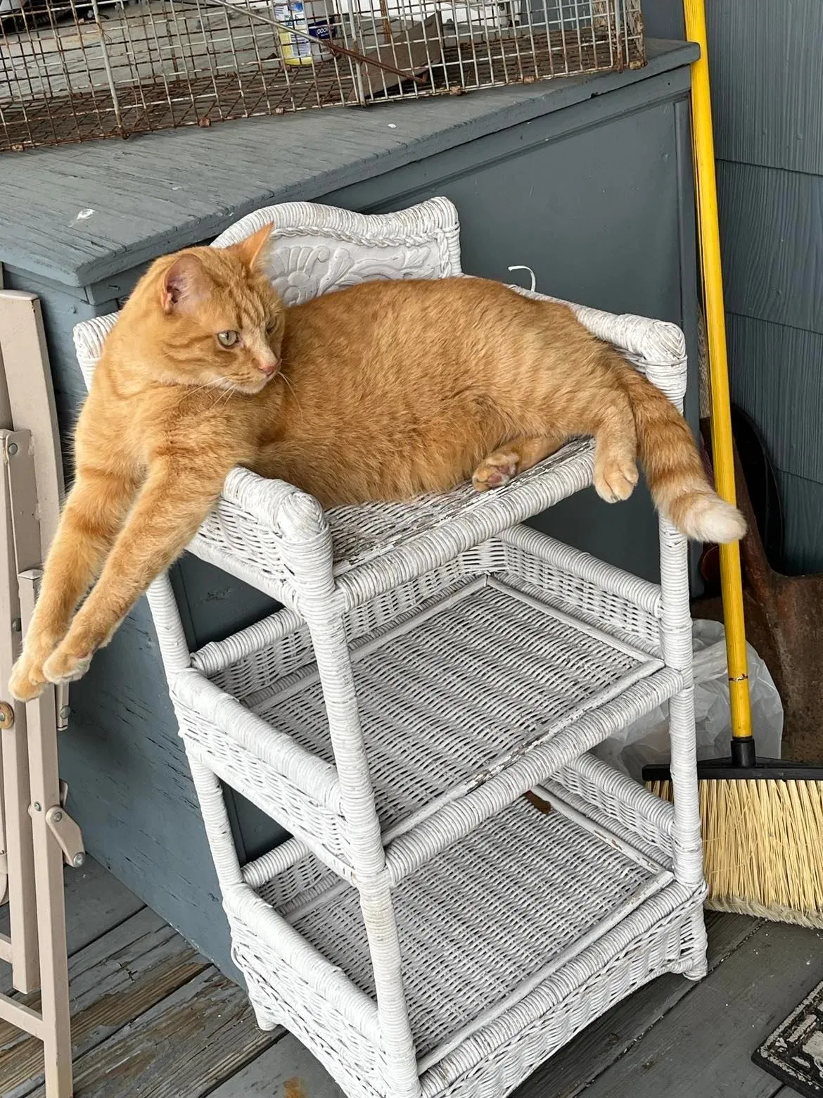Lost cat in New Holland, PA, 17557