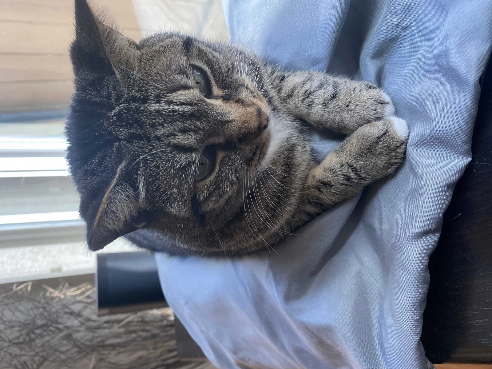 Lost cat in El Cajon, CA, 92021