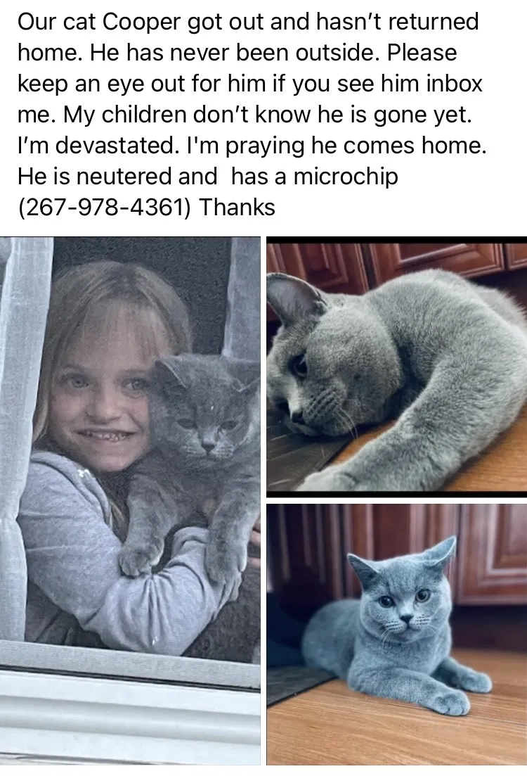 Lost cat in Philadelphia, PA, 19149