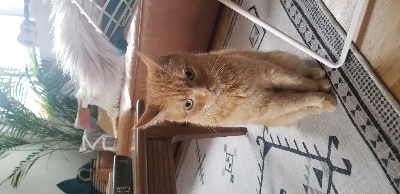 Lost cat in Denver, CO, 80215
