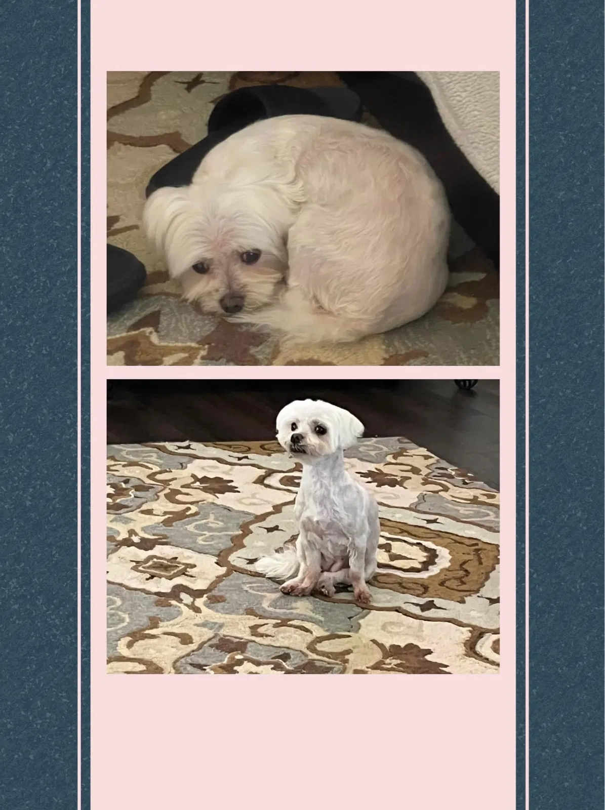 Lost dog in Fort Worth, TX, 76179