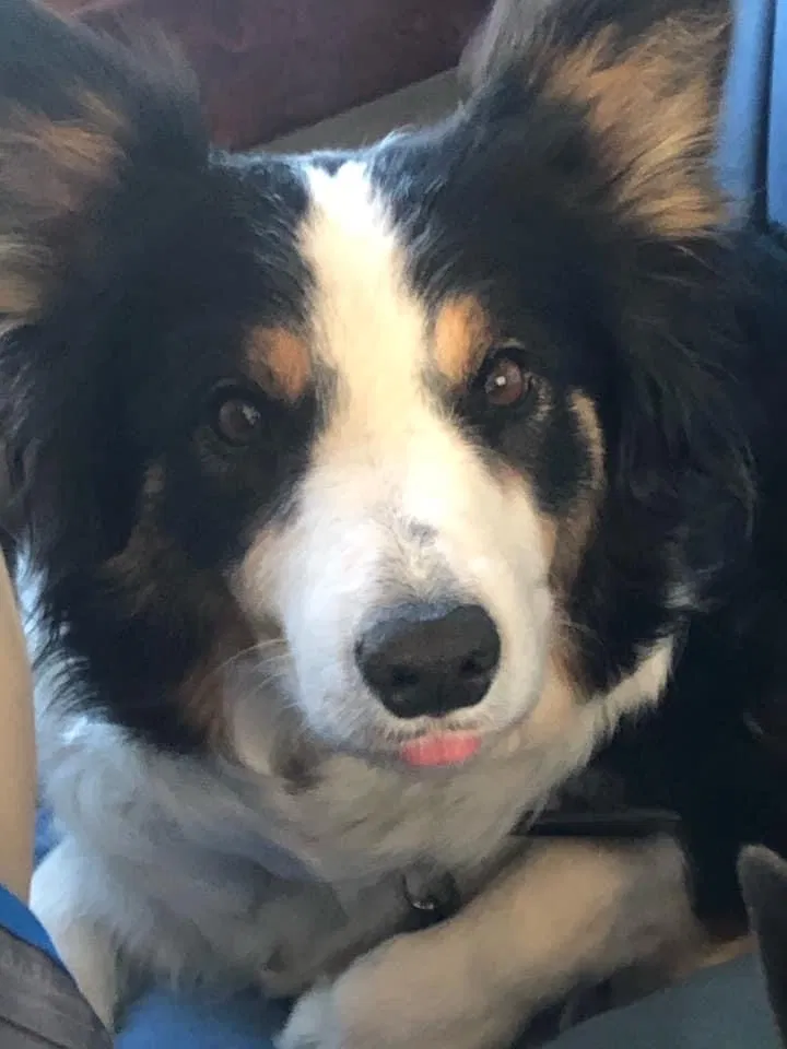 Lost dog in Carlsbad, NM, 88220