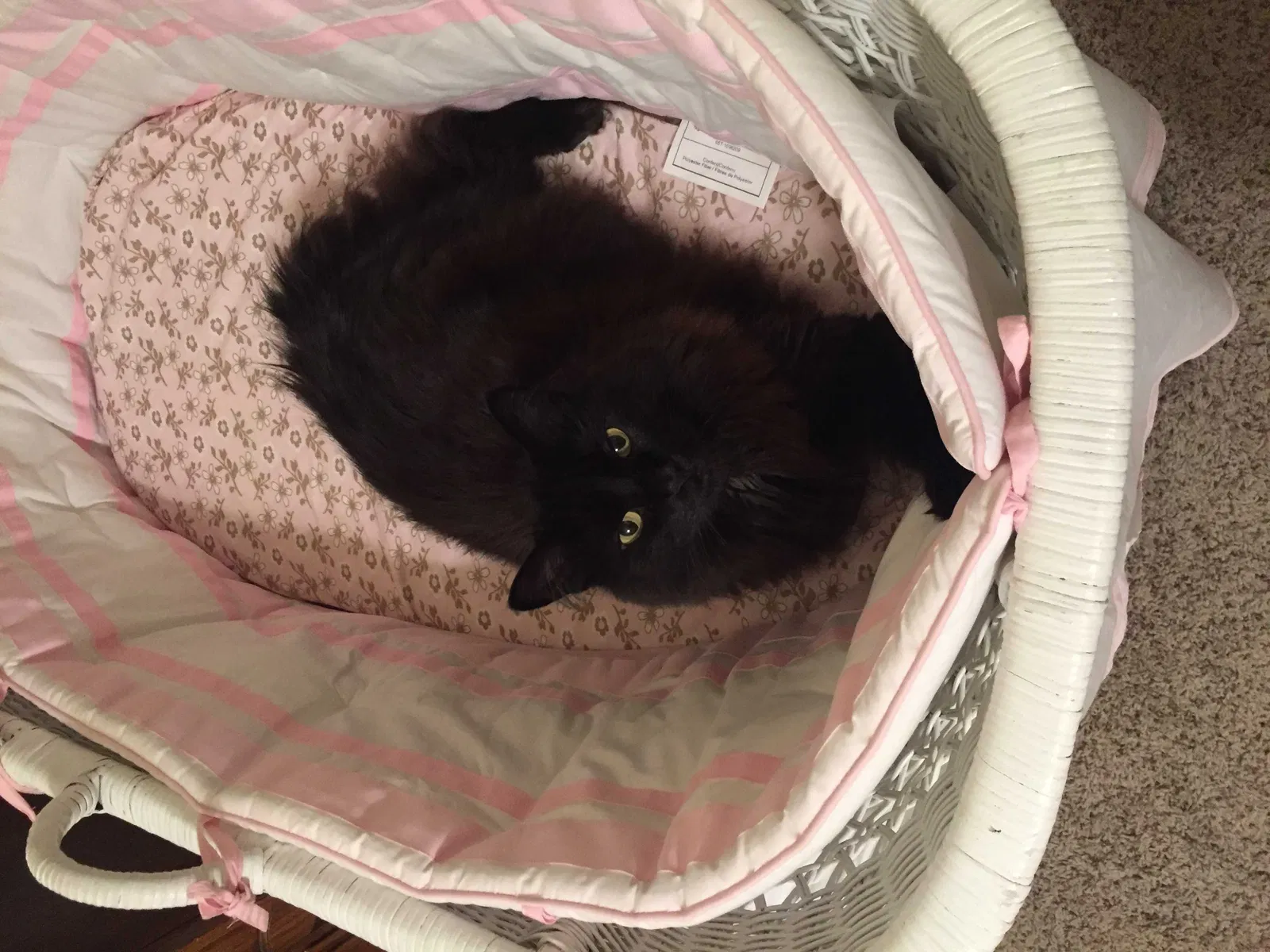 Lost cat in Sanford, FL, 32771