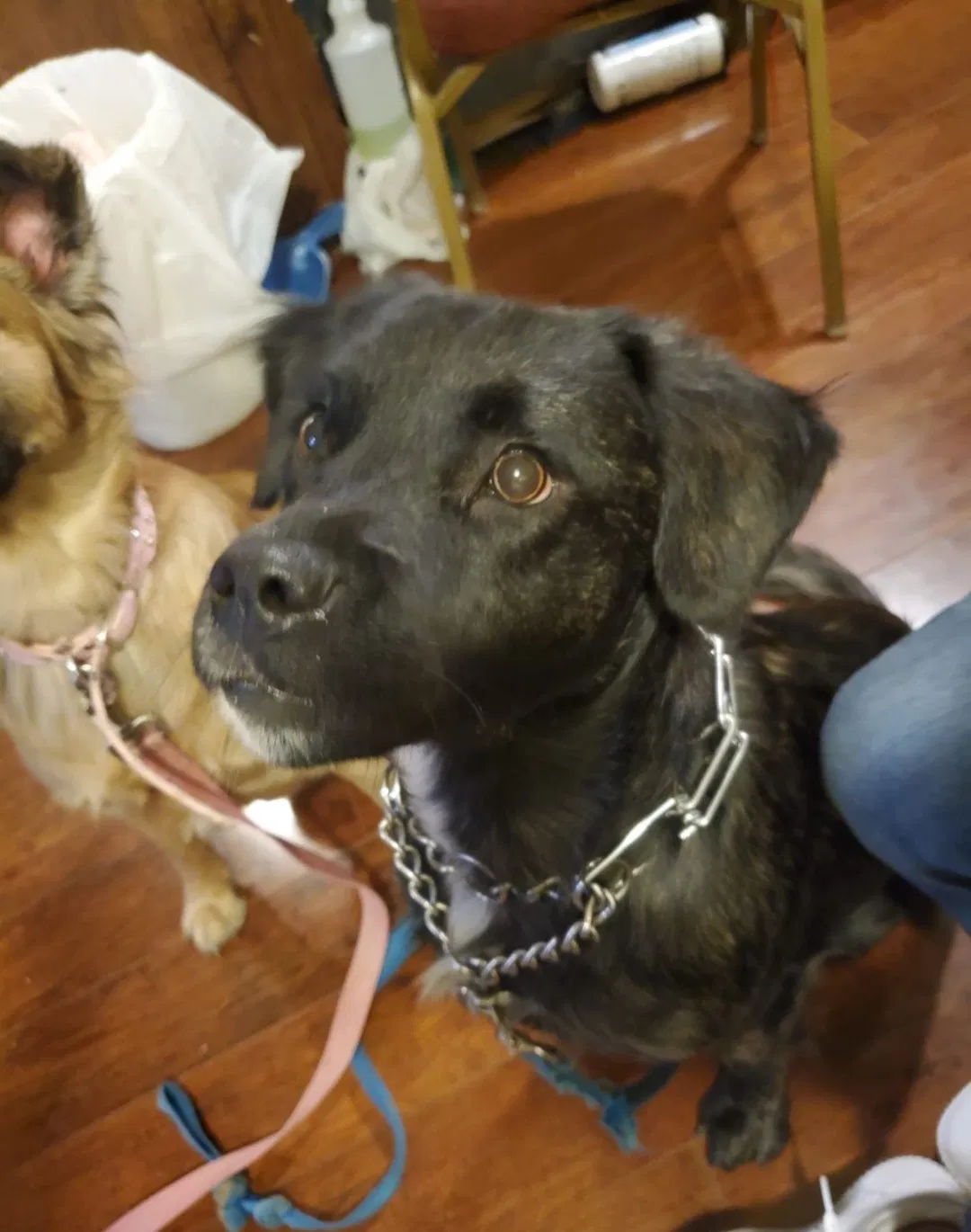 Lost dog in Denton, TX, 76208