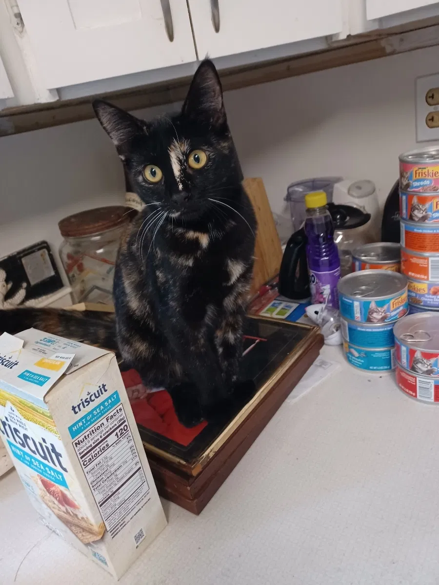 Lost cat in Escondido, CA, 92025