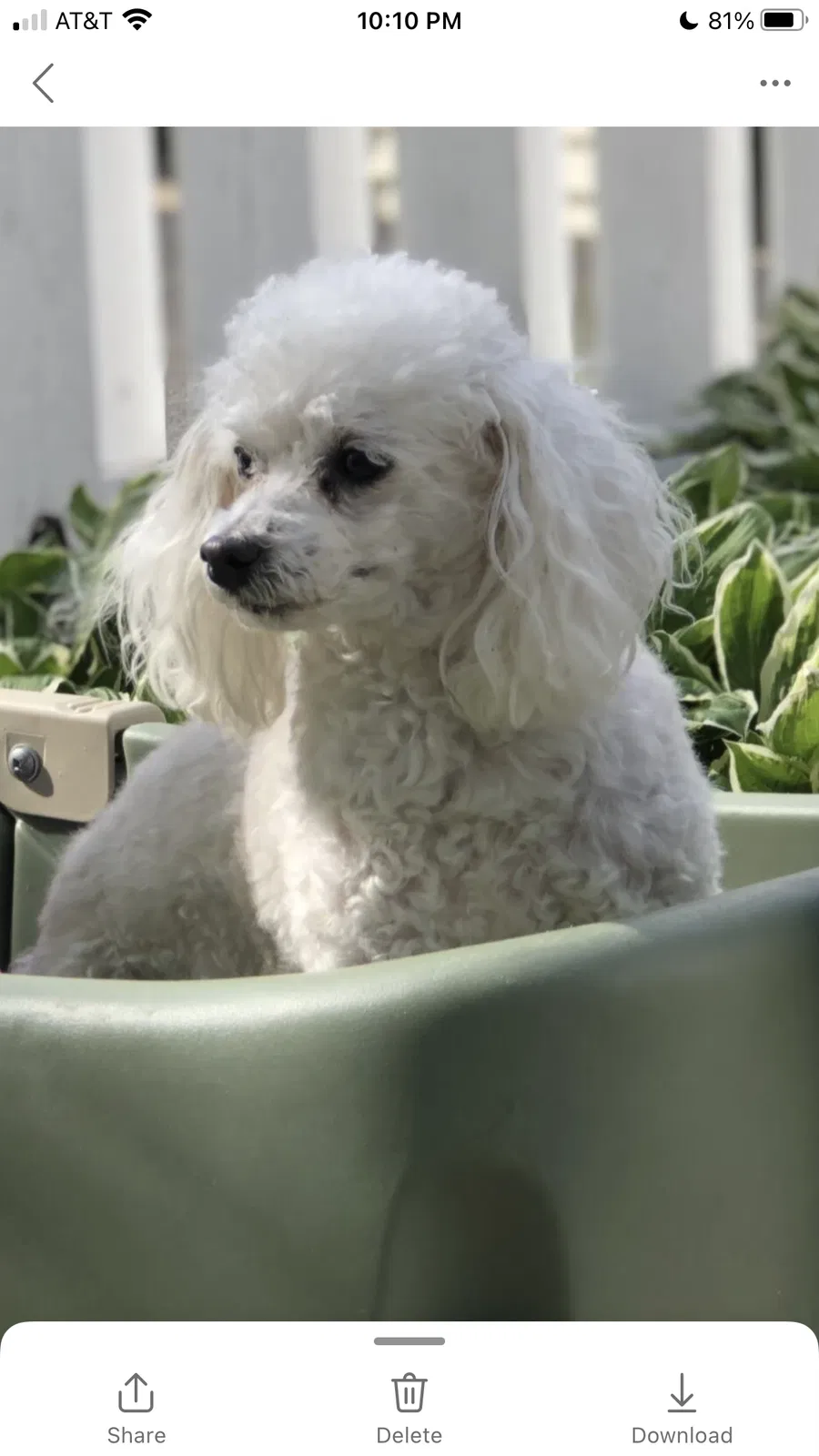 Lost dog in Barrington, IL, 60010