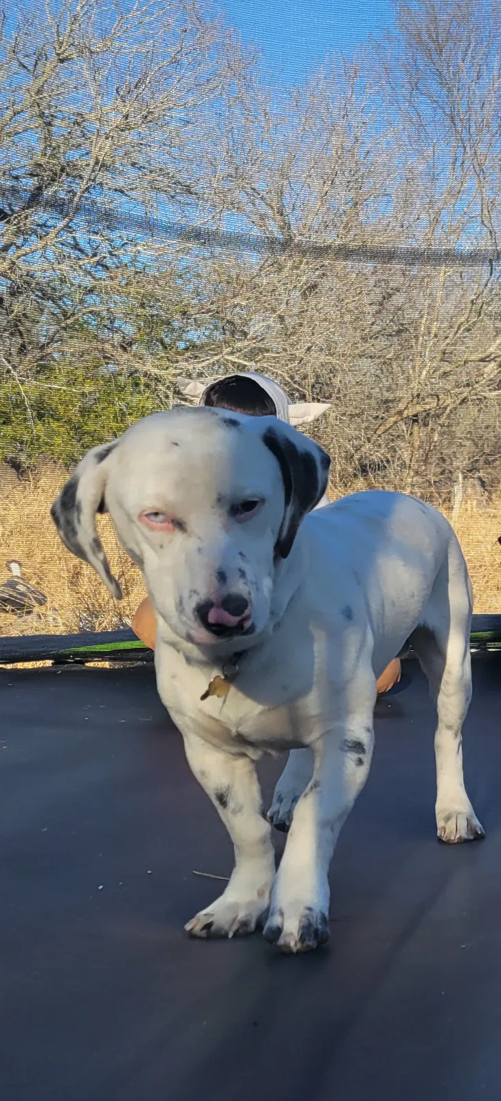 Lost dog in Sandia, TX, 78383