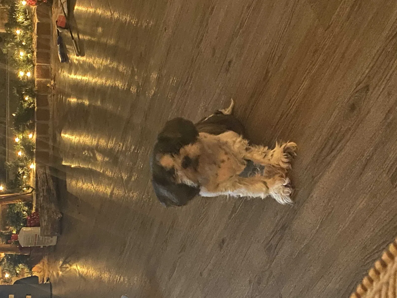 Lost dog in Norman, OK, 73071
