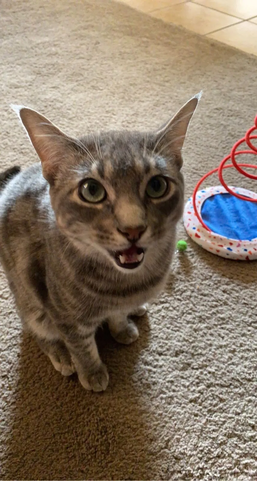 Lost cat in Rio Rancho, NM, 87124