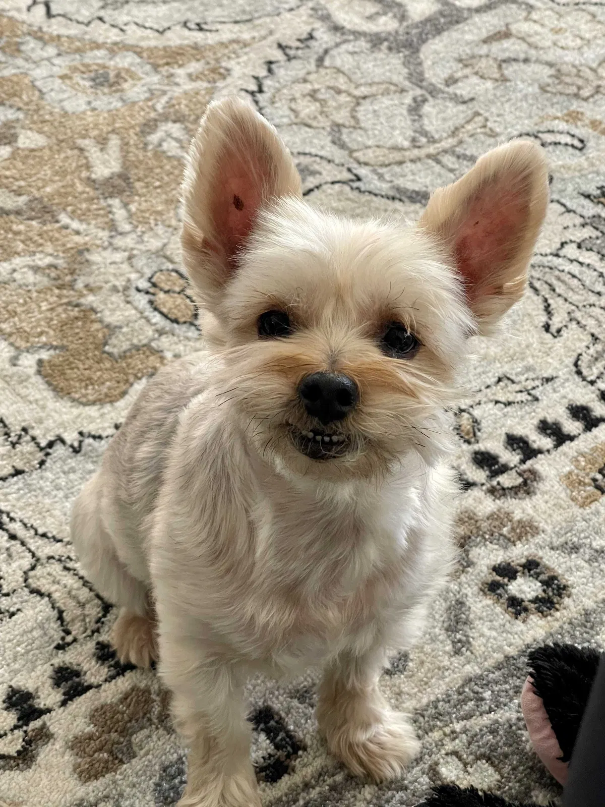 Lost dog in Whittier, CA, 90602
