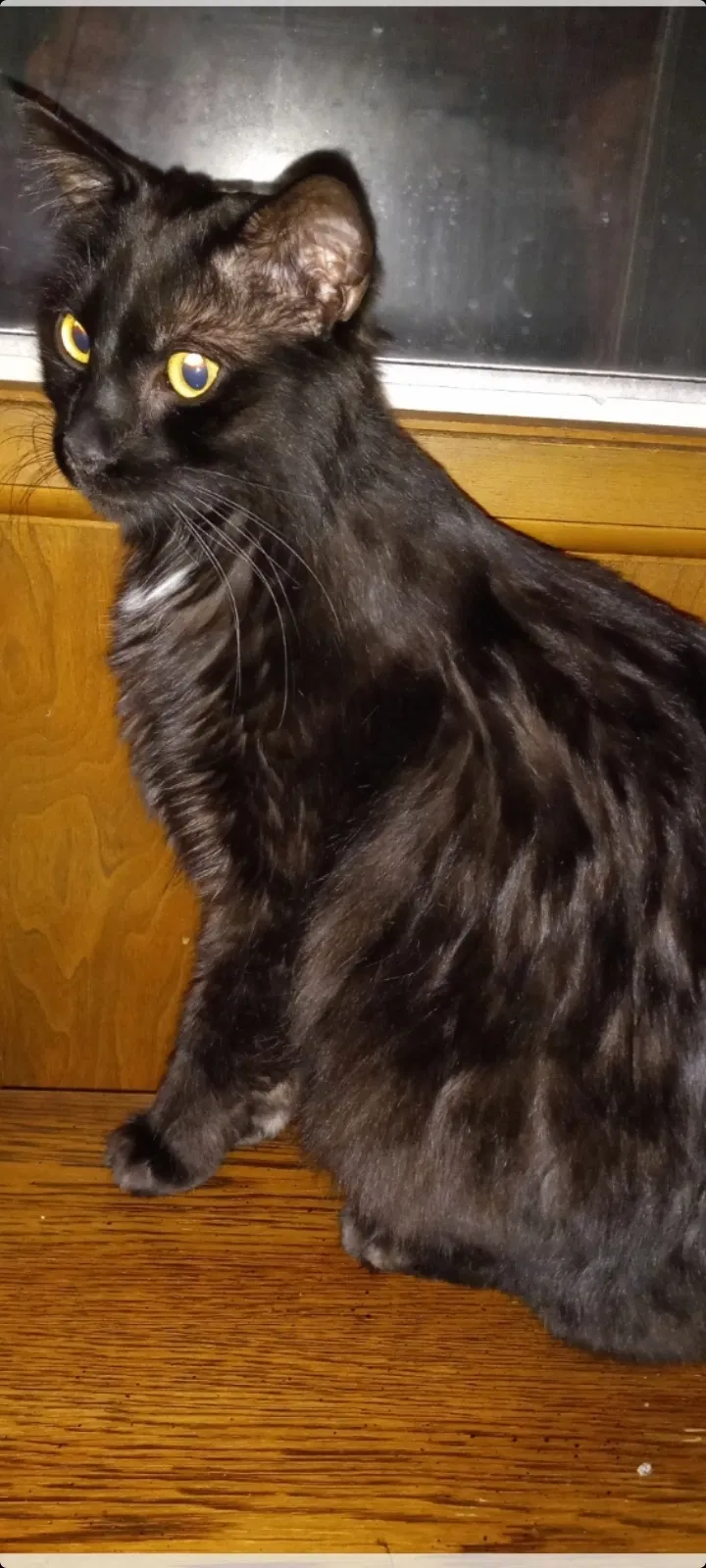 Found cat in Trenton, MI, 48183