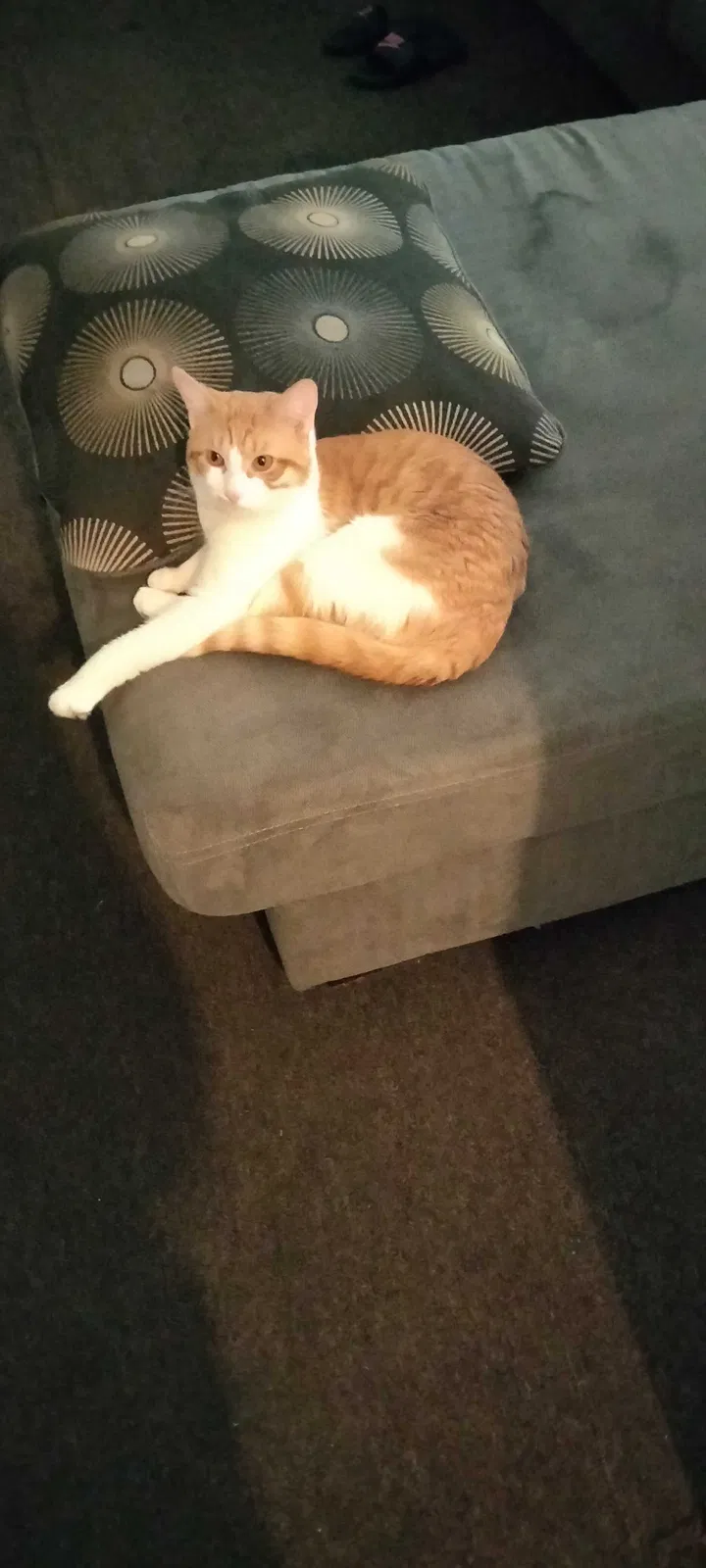 Lost cat in Newark, NJ, 7106