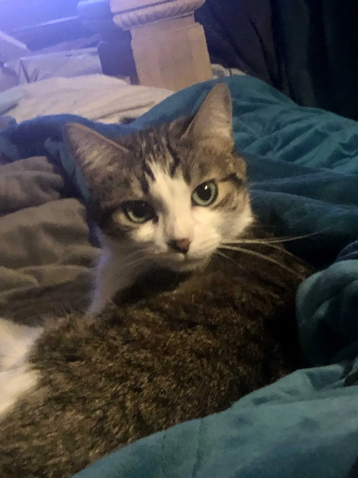 Lost cat in Pueblo, CO, 81006