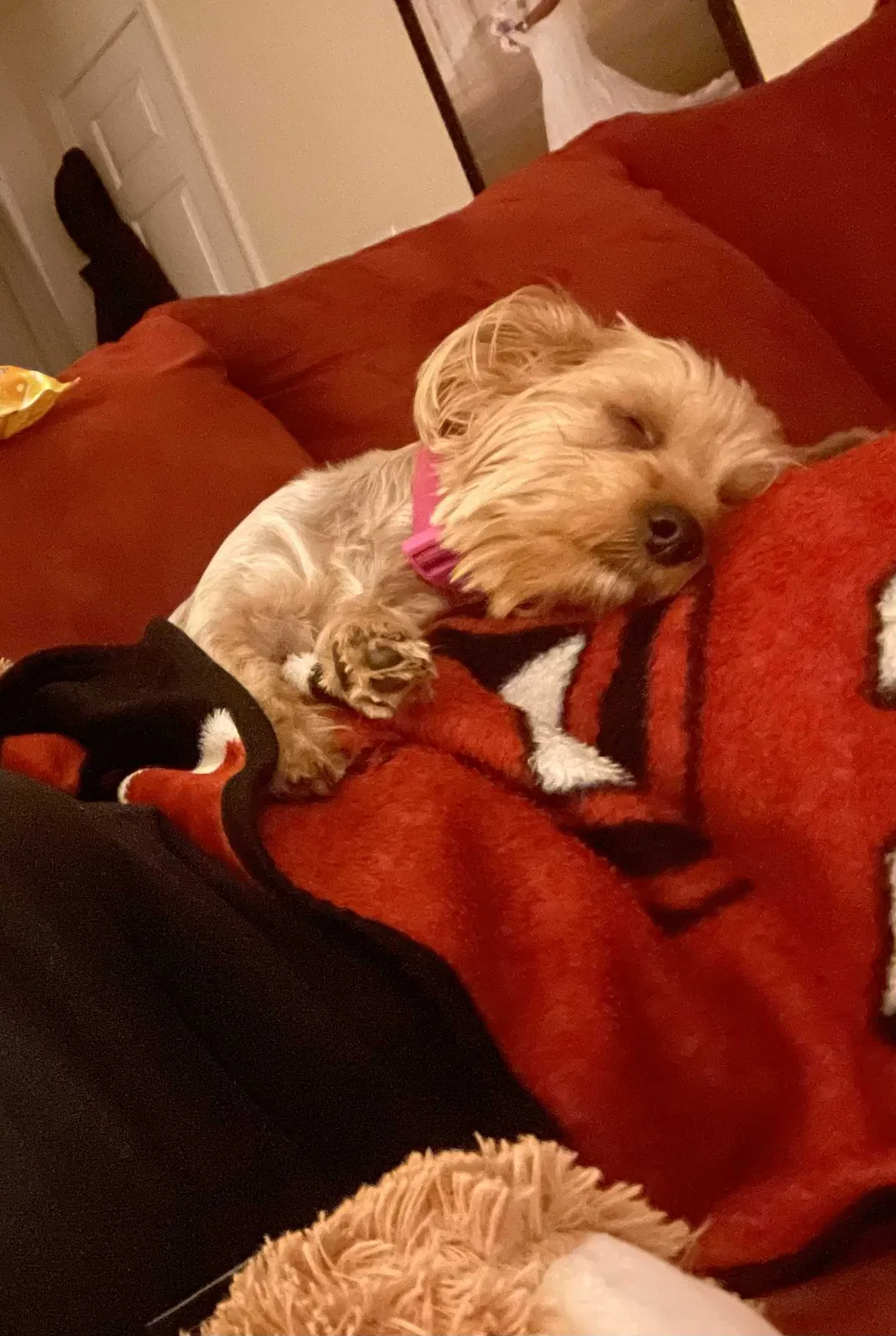 Lost dog in Columbia, SC, 29223