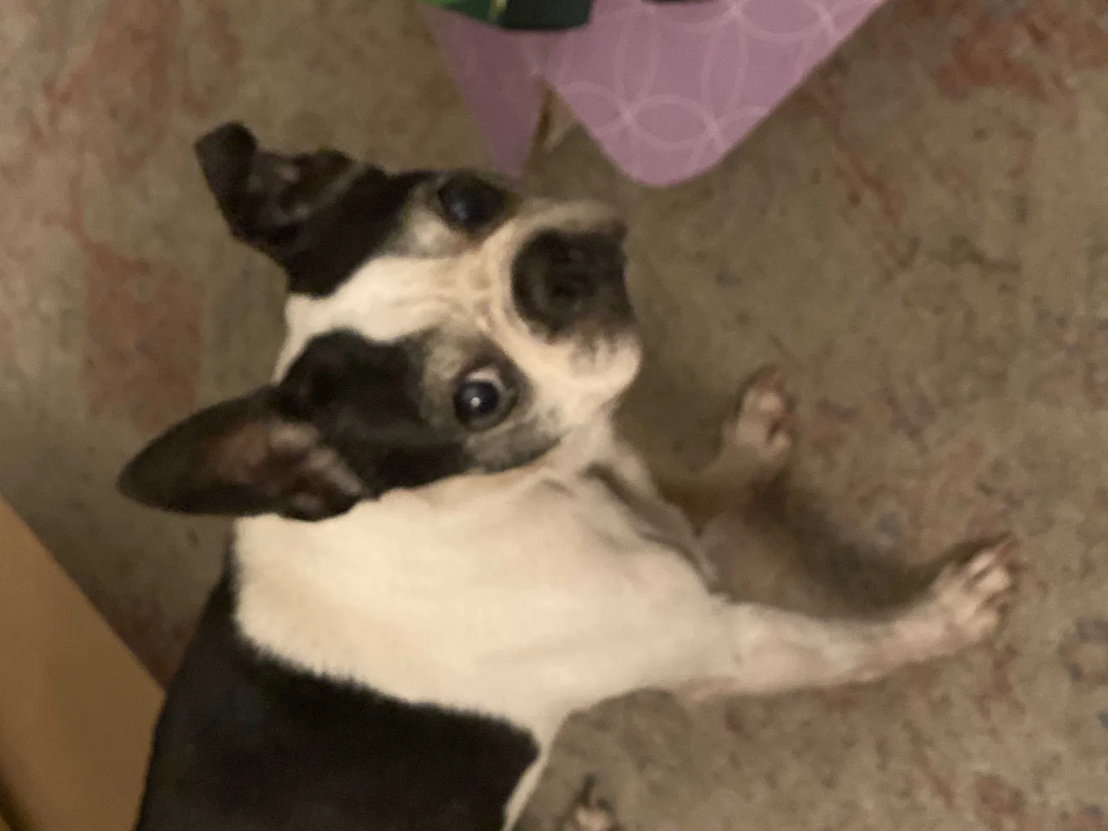 Lost dog in South Gate, CA, 90280