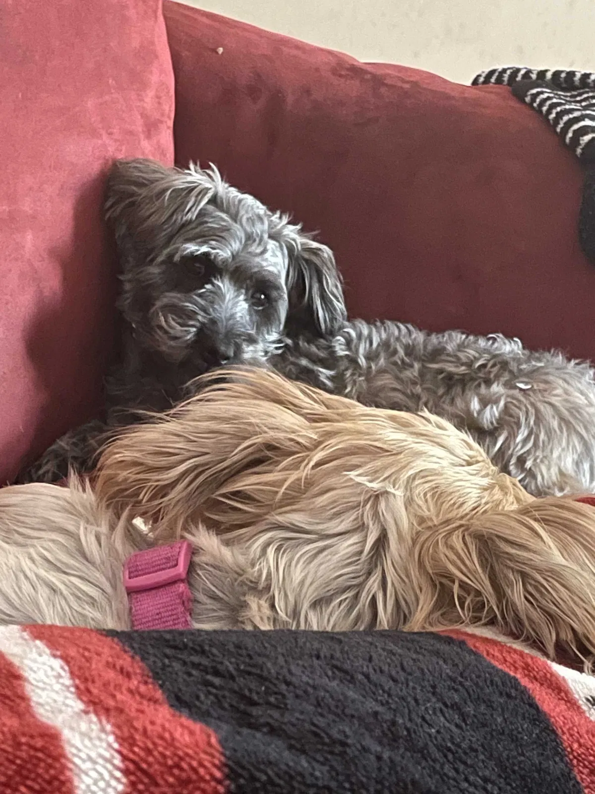Lost dog in Columbia, SC, 29223