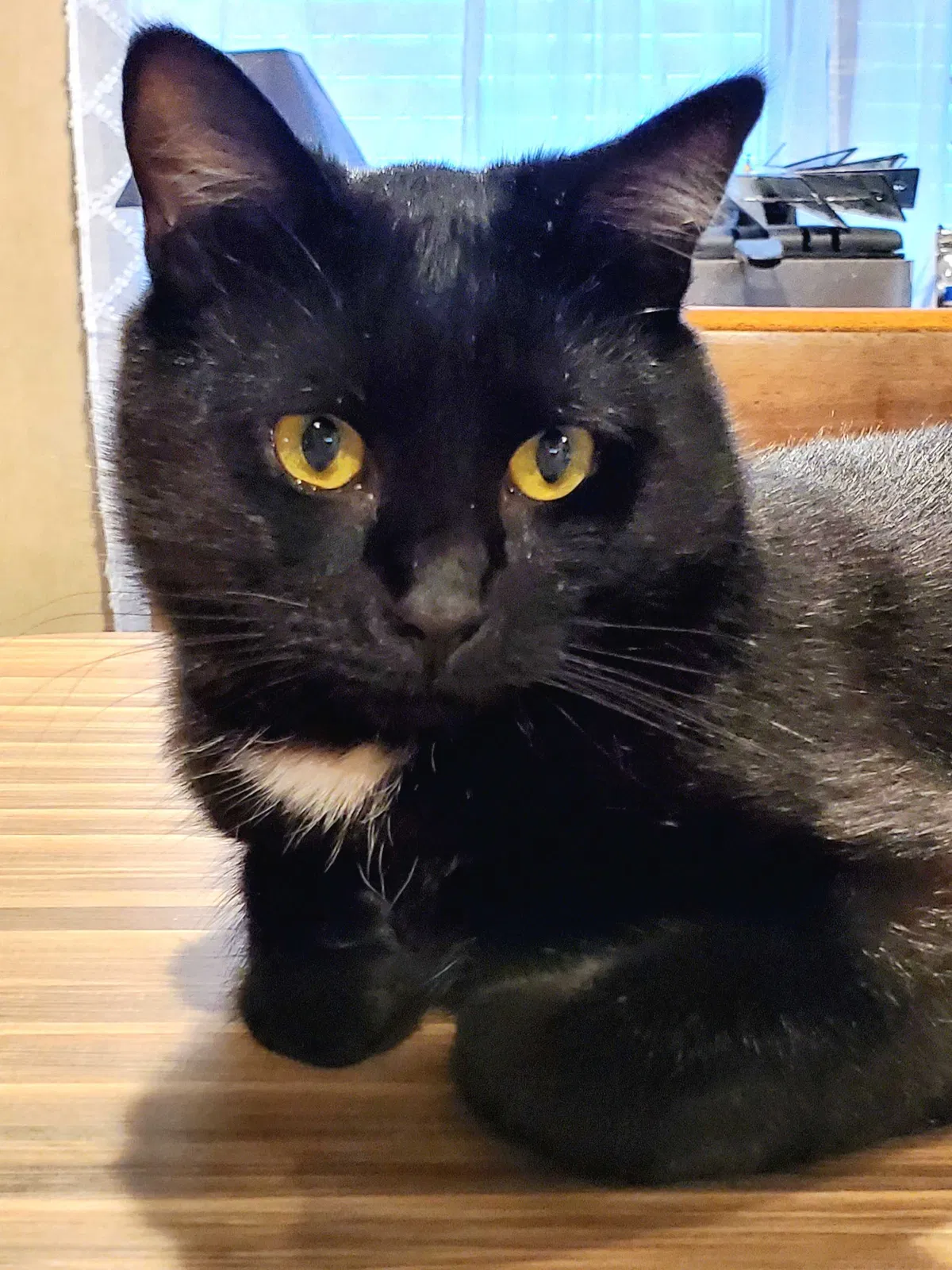 Lost cat in Keene, TX, 76059