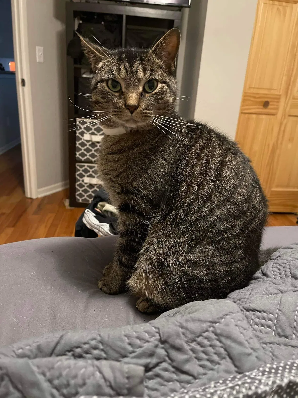 Lost cat in Cincinnati, OH, 45241