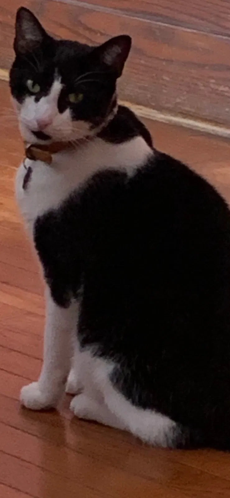 Lost cat in Perth Amboy, NJ, 8861