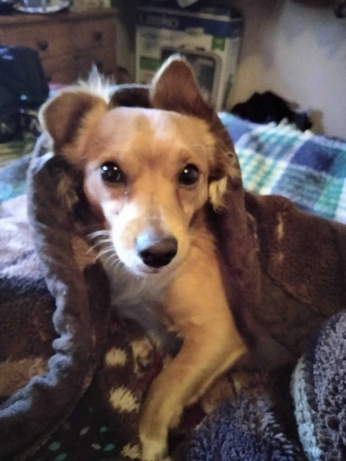 Lost dog in Tucson, AZ, 85706