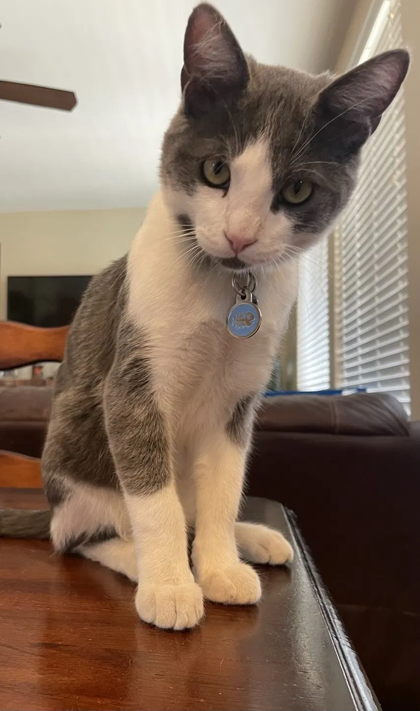 Lost cat in Murrieta, CA, 92563